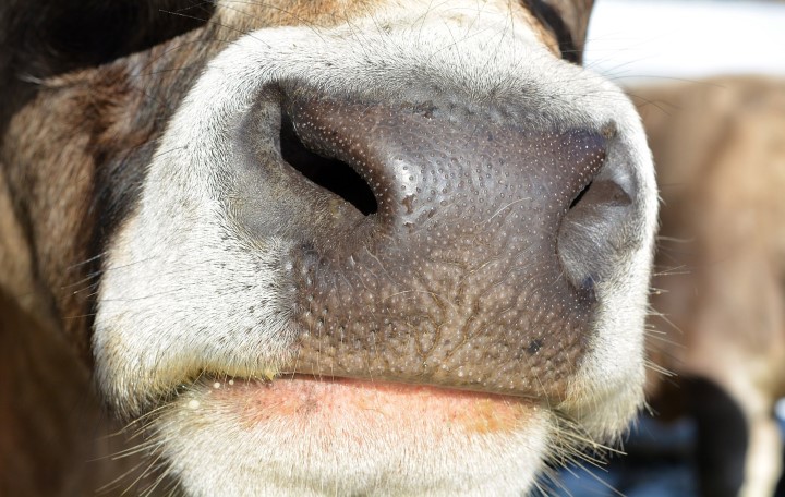 Stop Drinking all Pasteurized Milk, Drink Raw milk